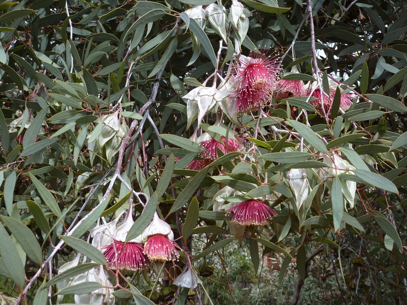 Eucalyptus alatissima photo 4