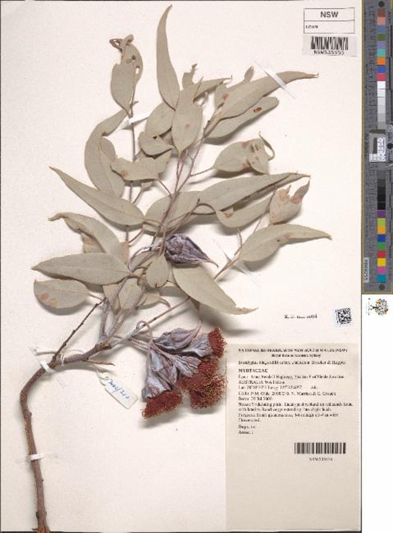 Eucalyptus alatissima photo 6