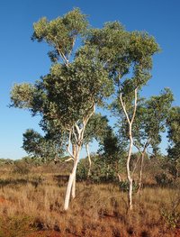 White Eucalyptus