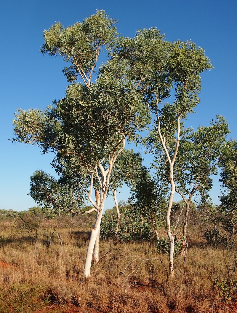 White Eucalyptus
