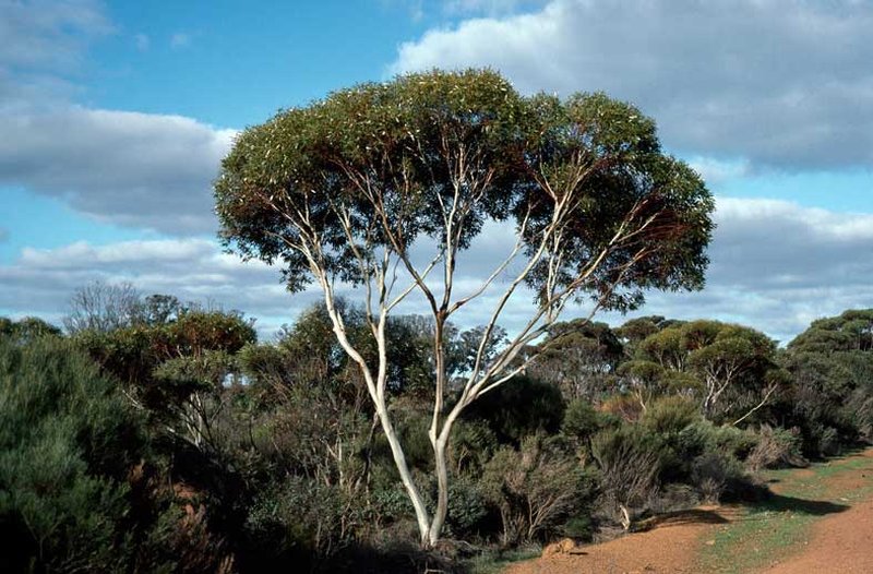 Eucalyptus albida
