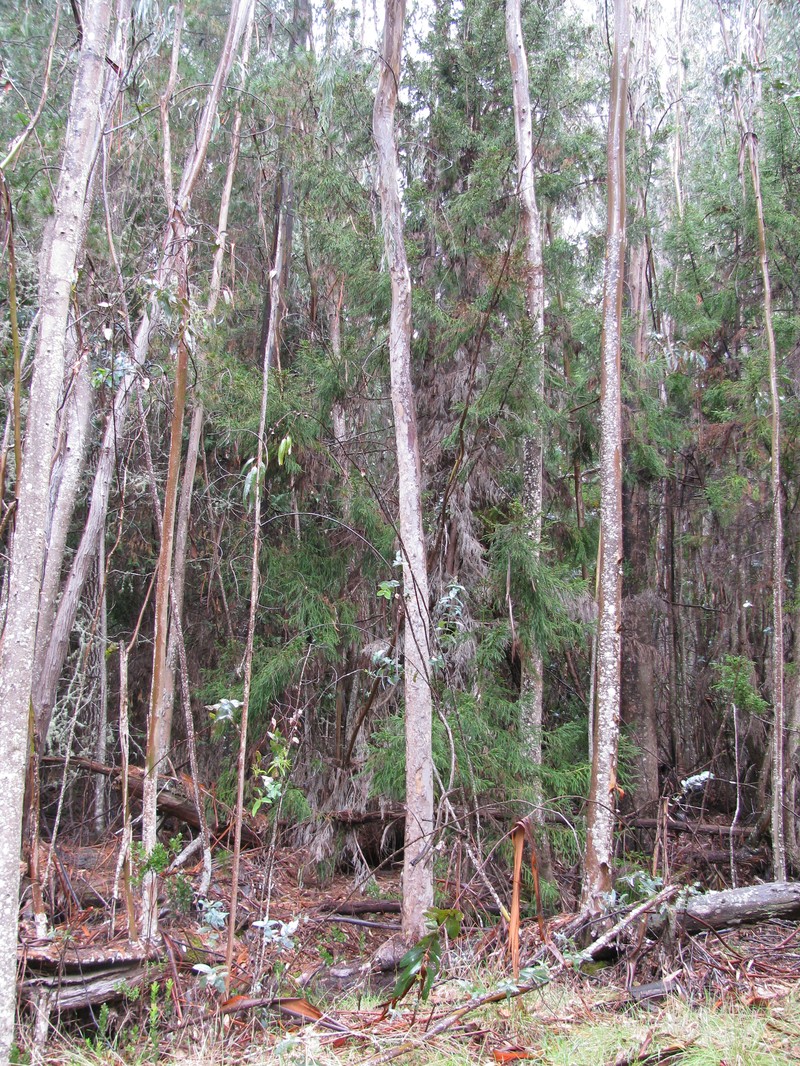 Black Peppermint photo 4