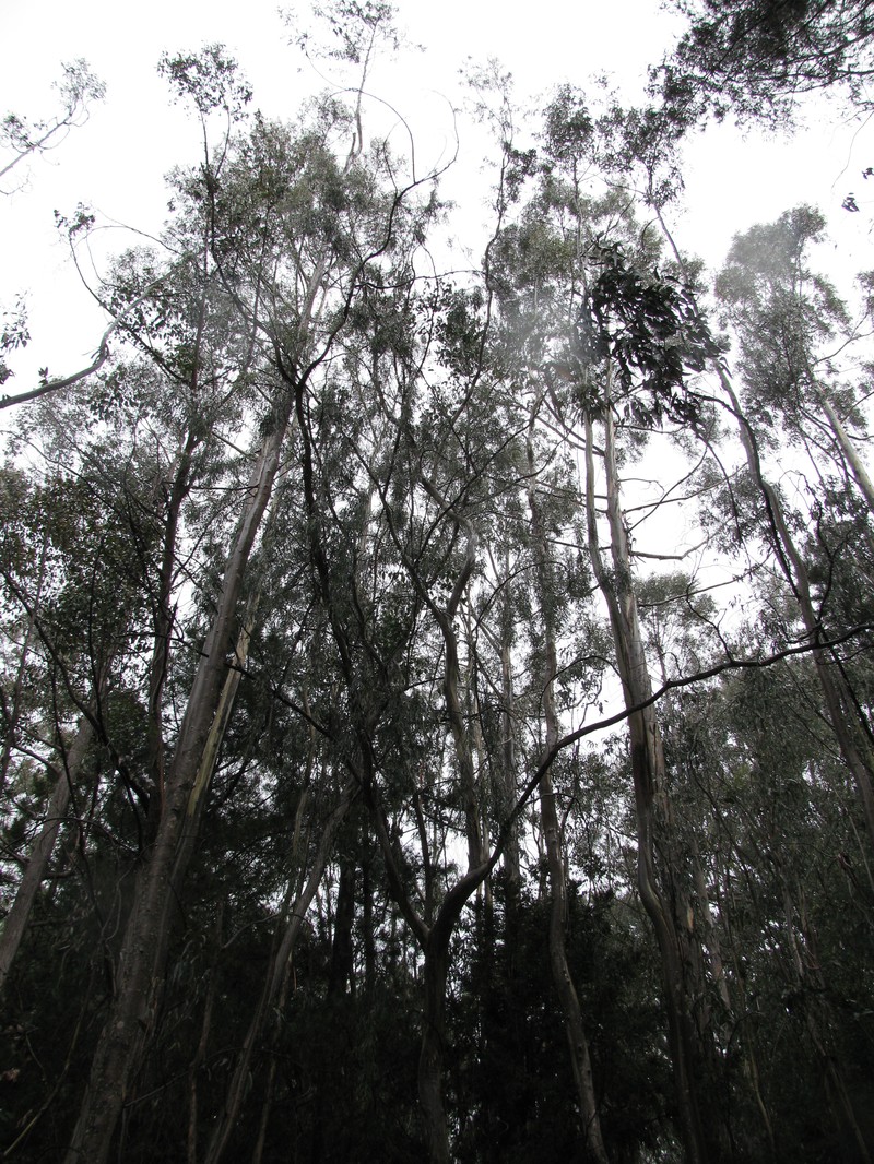 Black Peppermint photo 5
