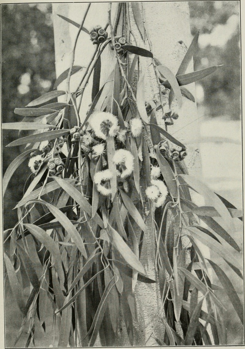 Black Peppermint photo 8