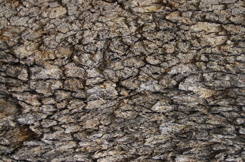 Eucalyptus andrewsii