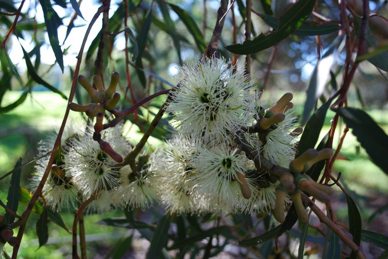Open-Fruit Mallee