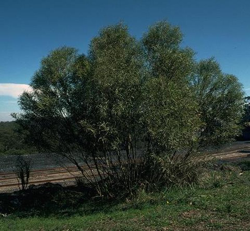 Eucalyptus apiculata
