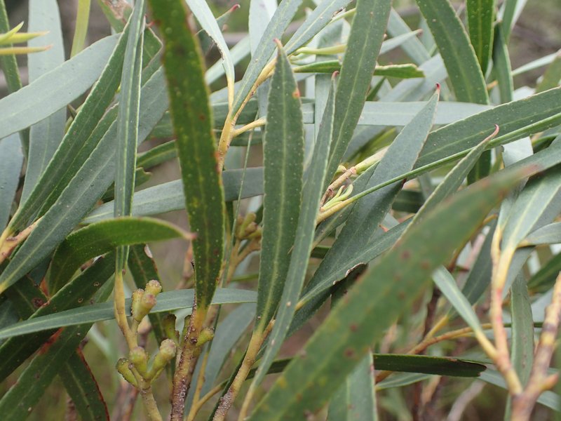 Eucalyptus approimans