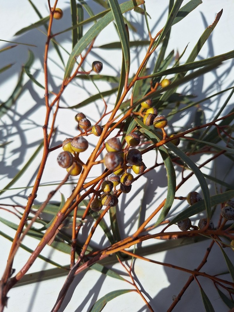 Eucalyptus arctata photo 2