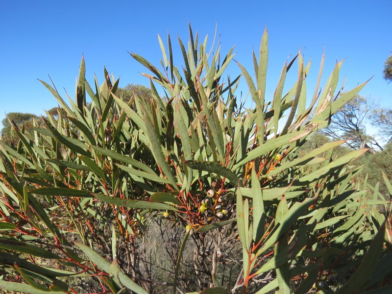 Eucalyptus arctata photo 3