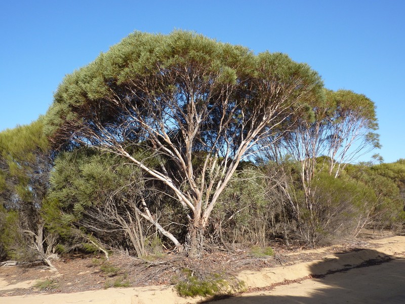 Eucalyptus arctata photo 4