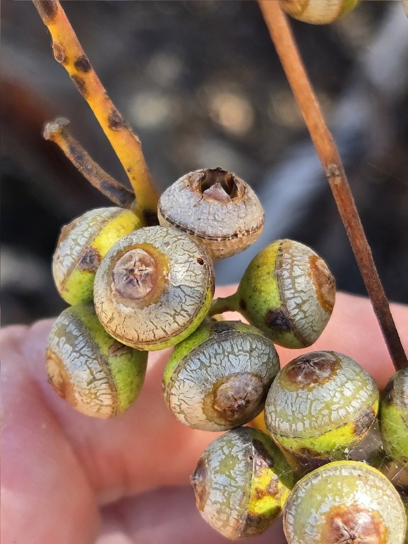 Eucalyptus arctata photo 5