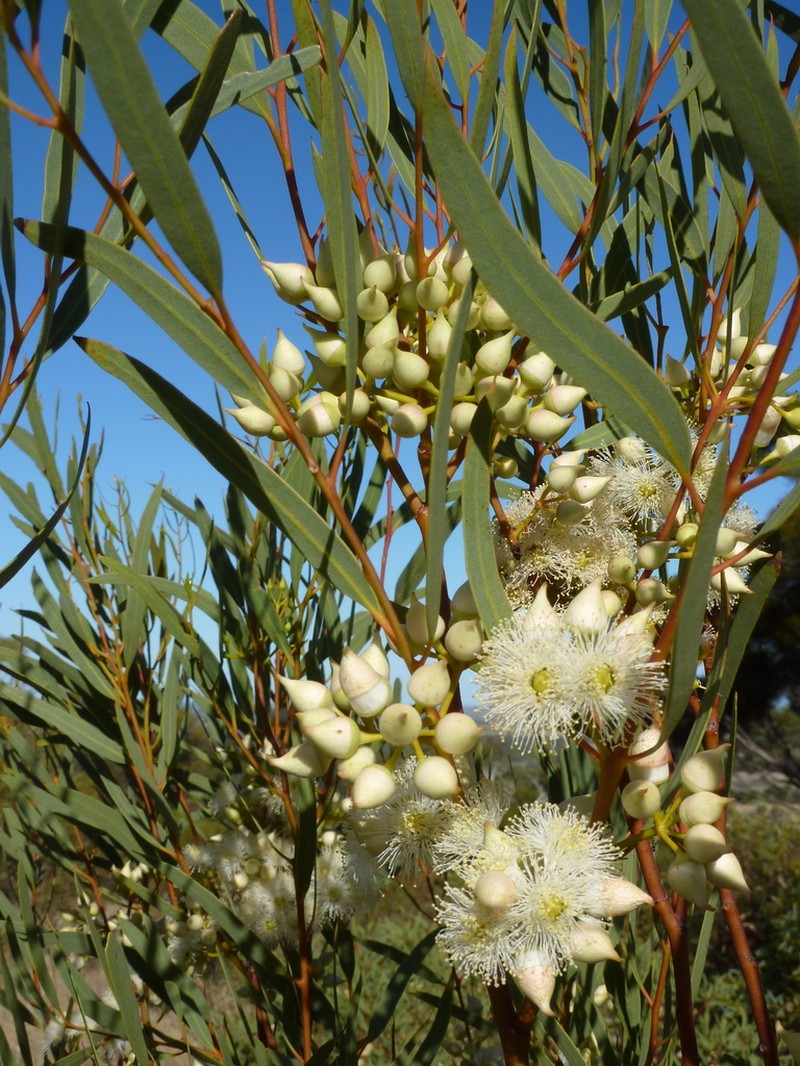 Eucalyptus arctata photo 6