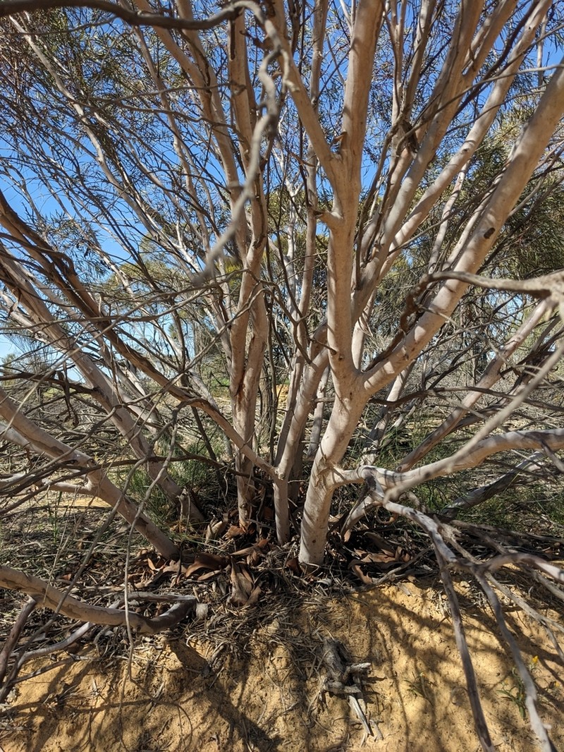 Eucalyptus arctata photo 7