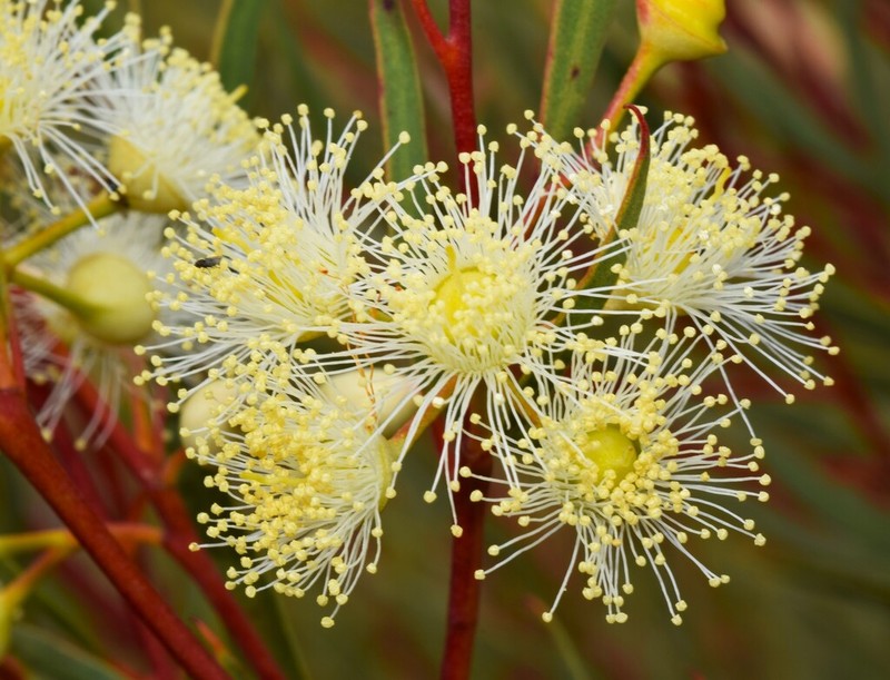 Eucalyptus arctata photo 8