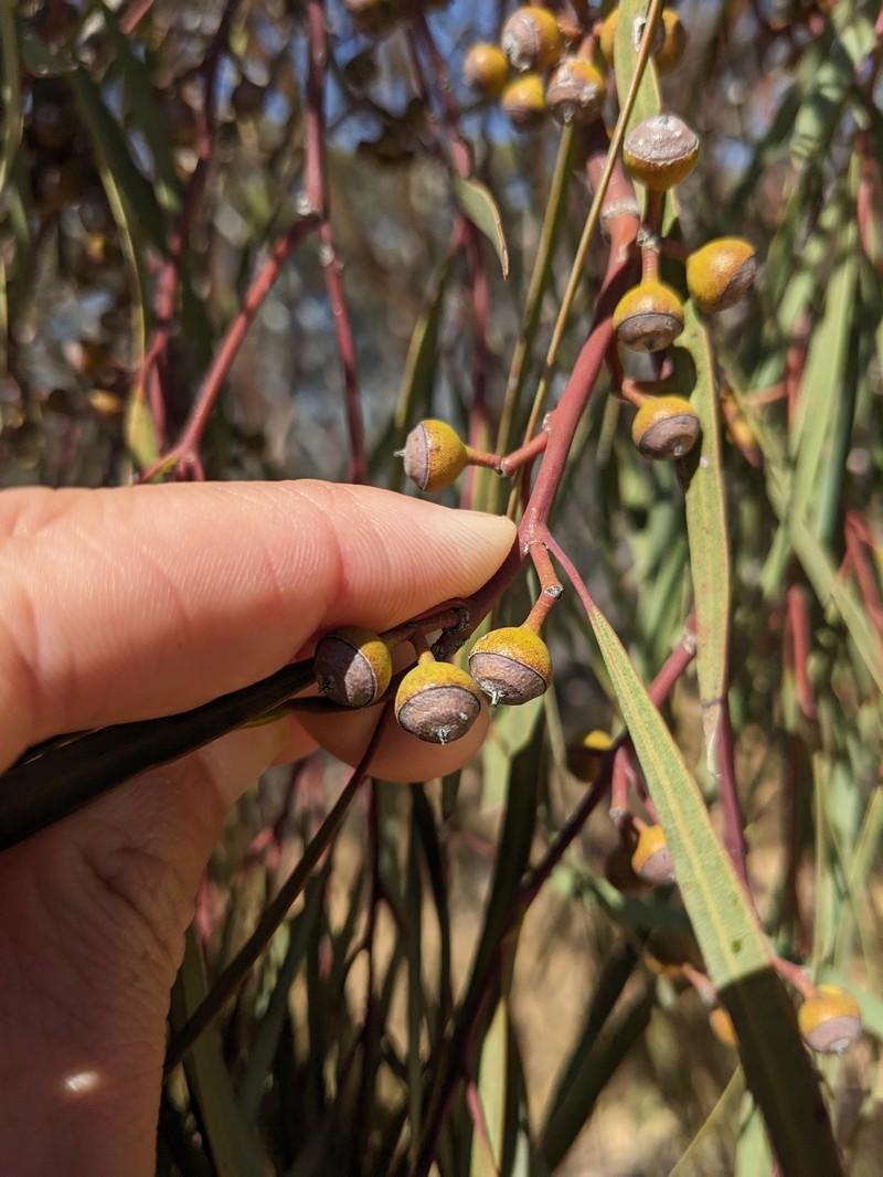 Eucalyptus arctata