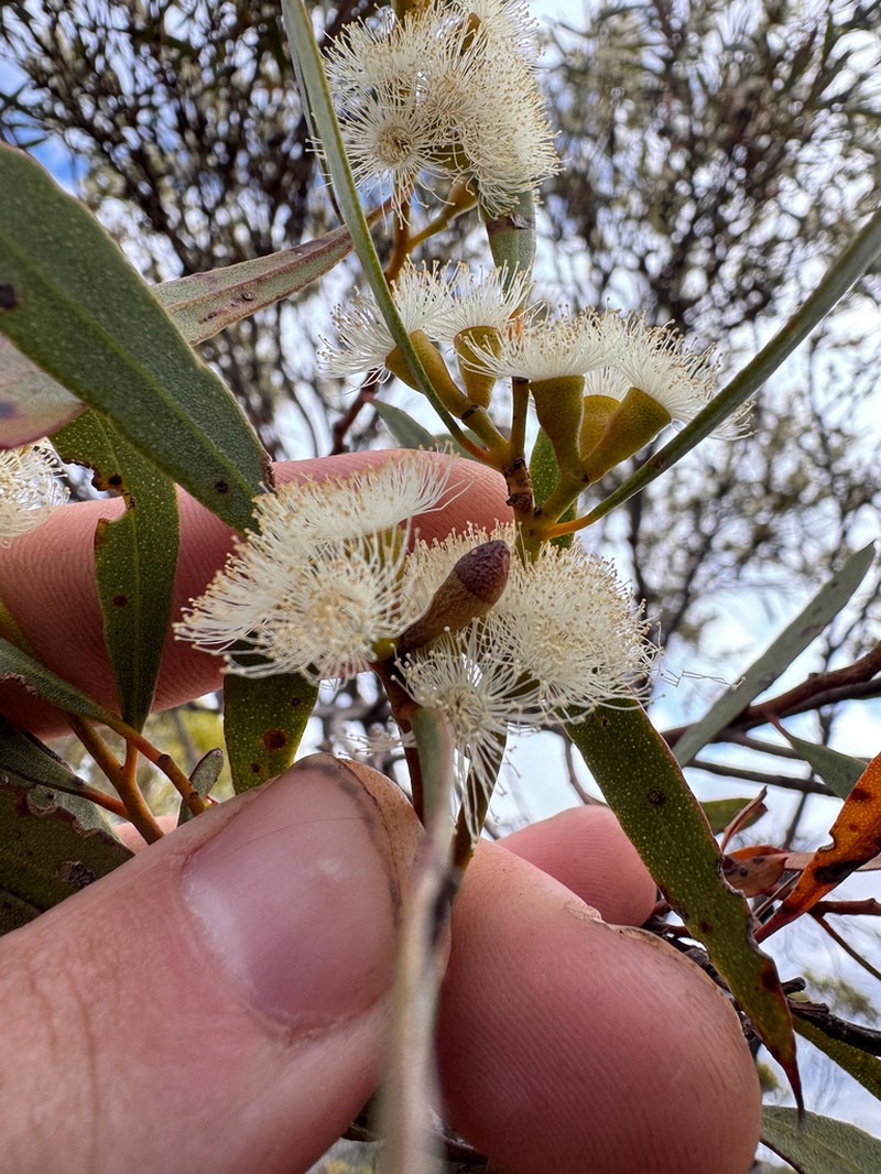 Eucalyptus austrina photo 2