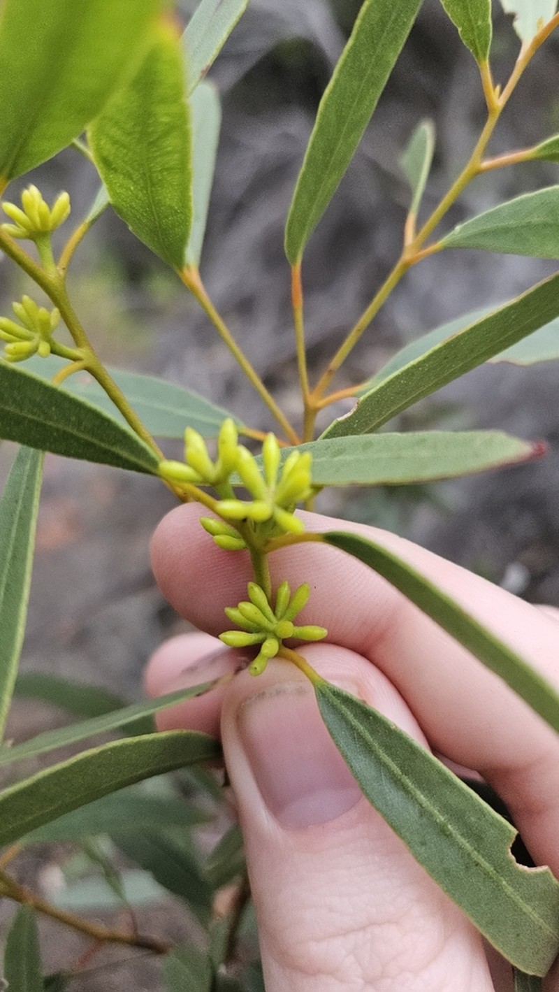 Eucalyptus austrina photo 3