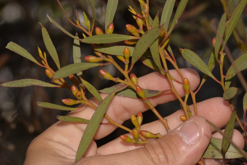 Eucalyptus austrina photo 4