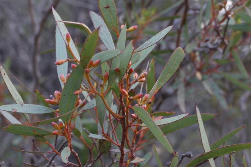 Eucalyptus austrina photo 5
