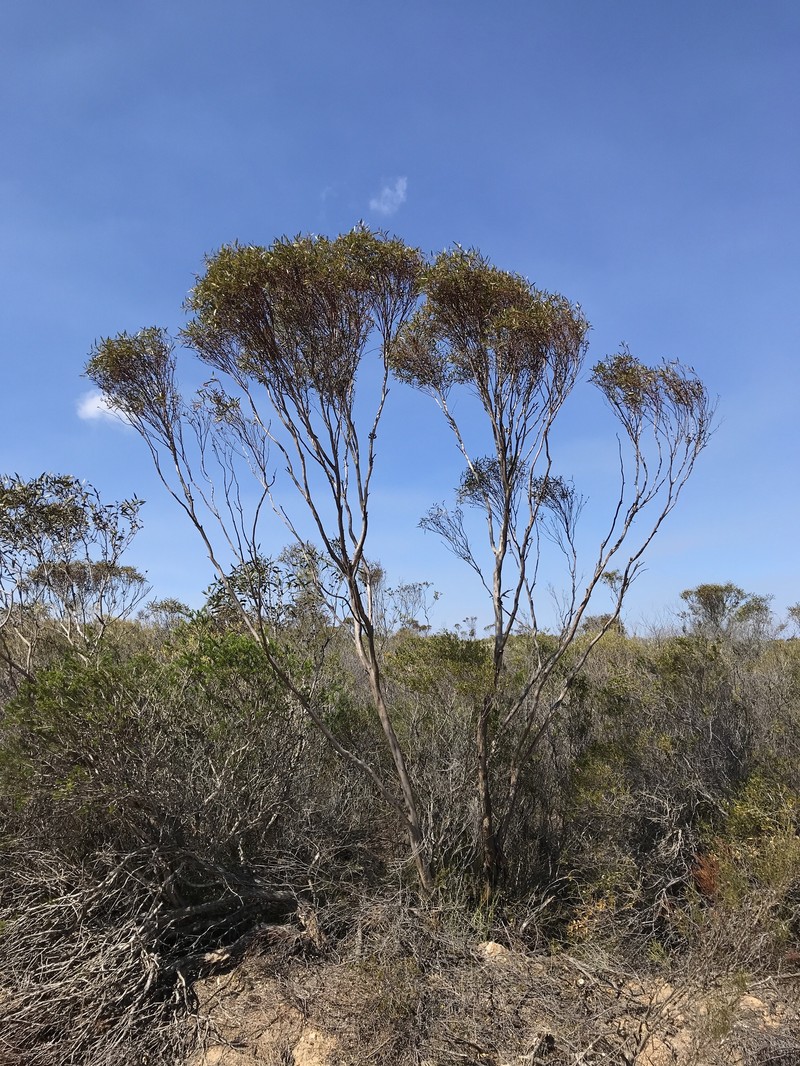 Eucalyptus austrina photo 8