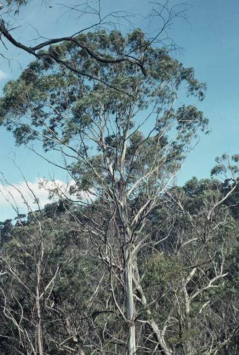 Eucalyptus badjensis