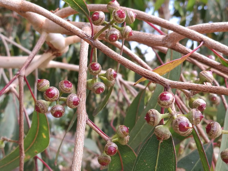 Eucalyptus bancroftii