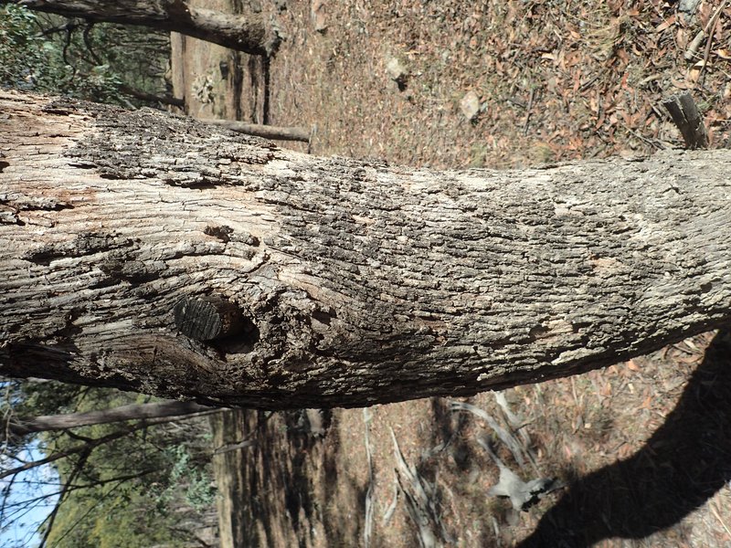 Tenterfield Woollybutt