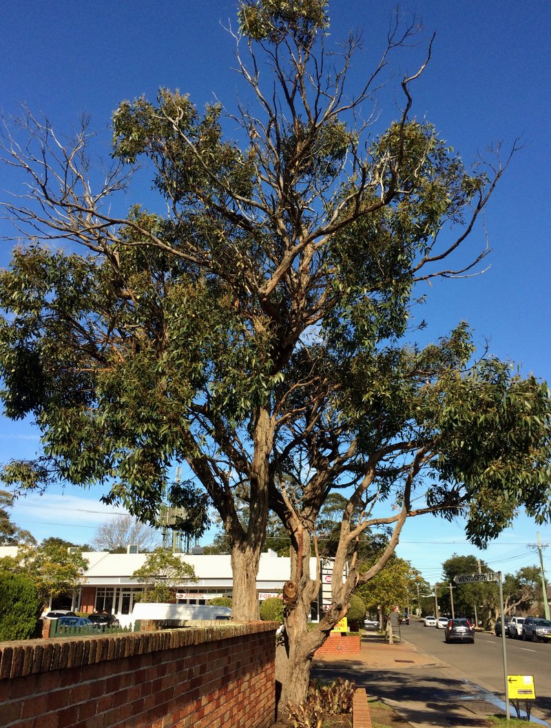 Brown Stringybark