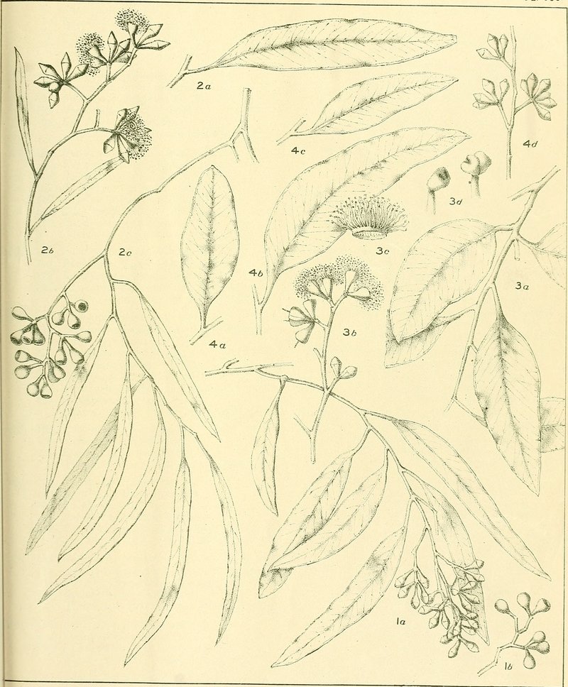 Eucalyptus beyeri