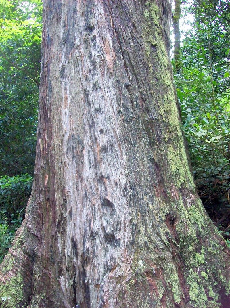 Eucalyptus blalandii