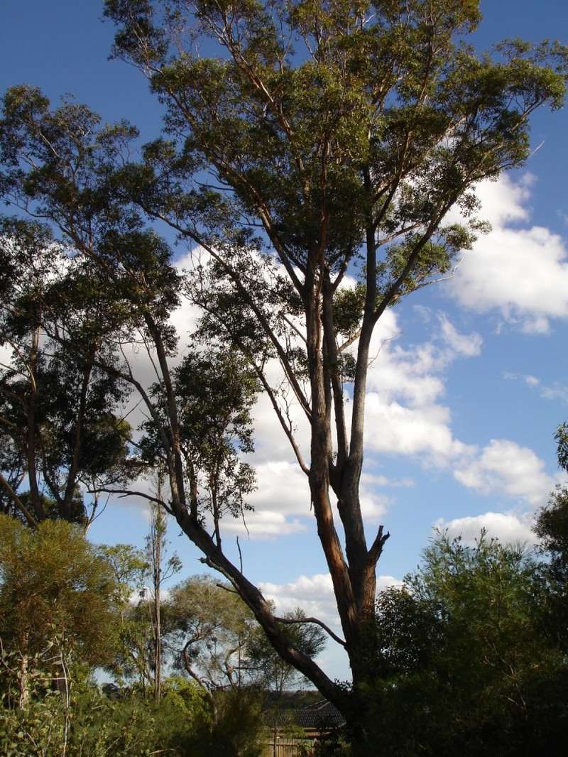 Southern Mahogany