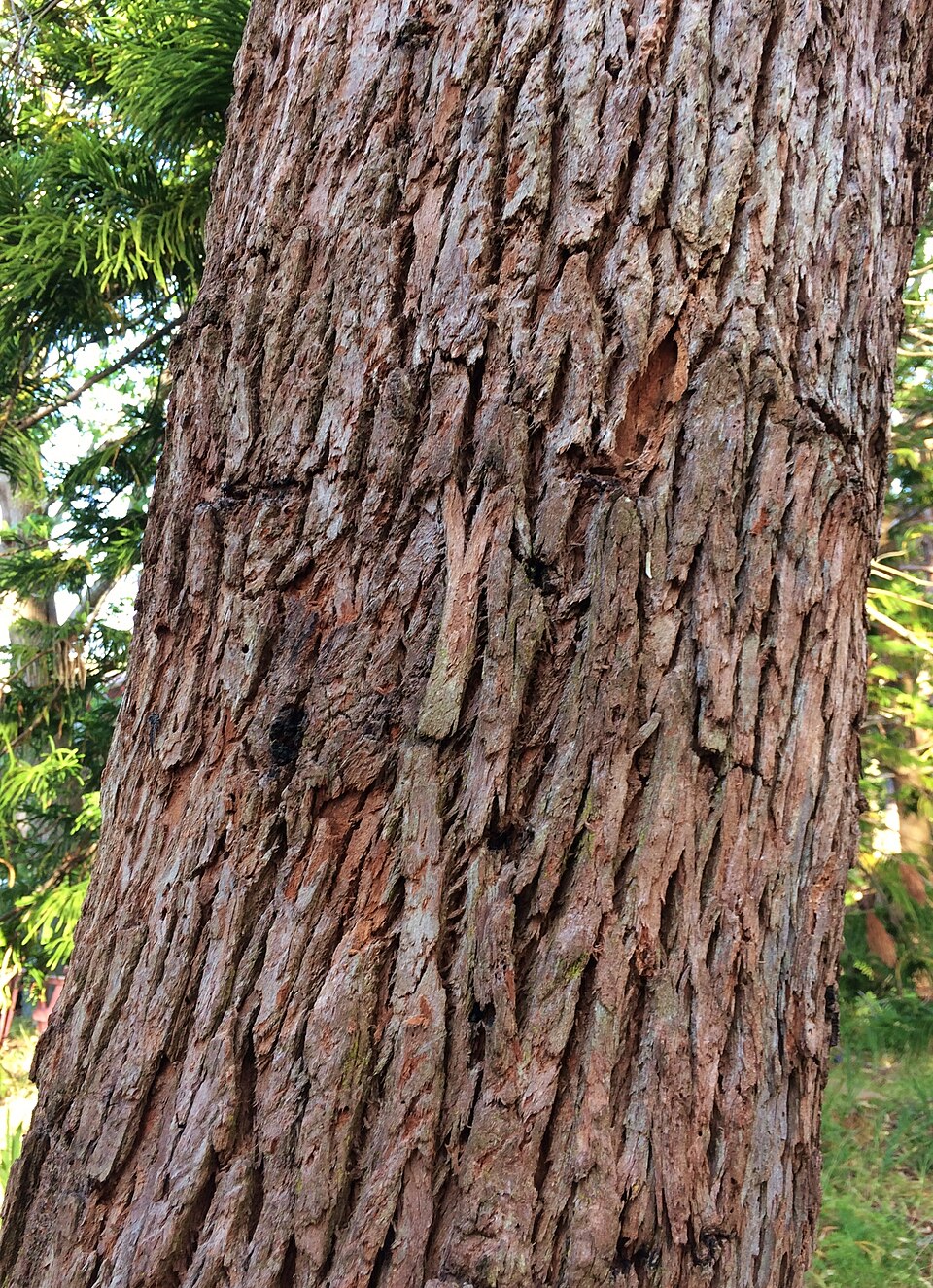 Southern Mahogany photo 2