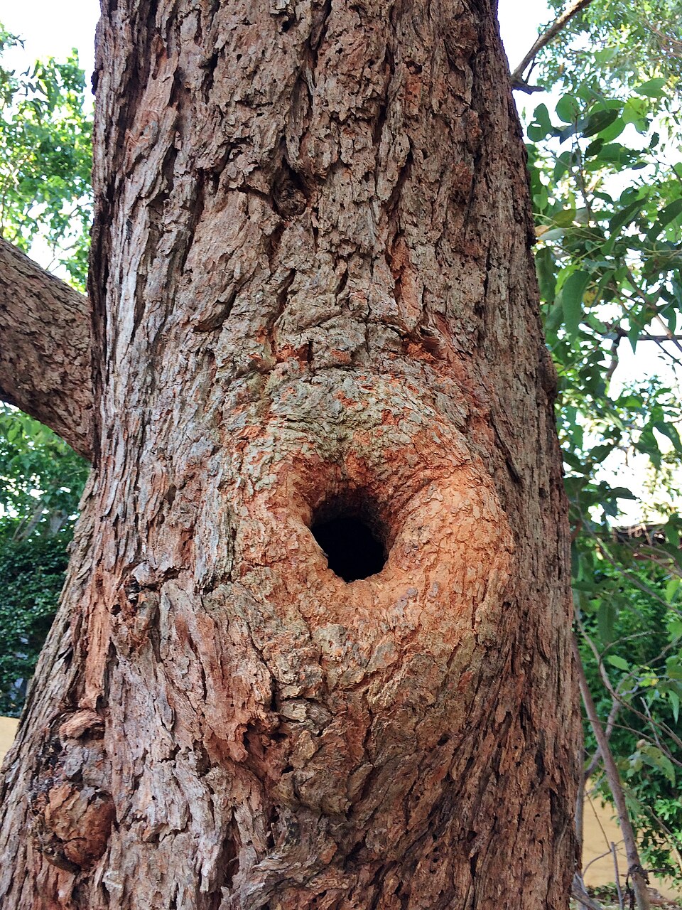 Southern Mahogany photo 3