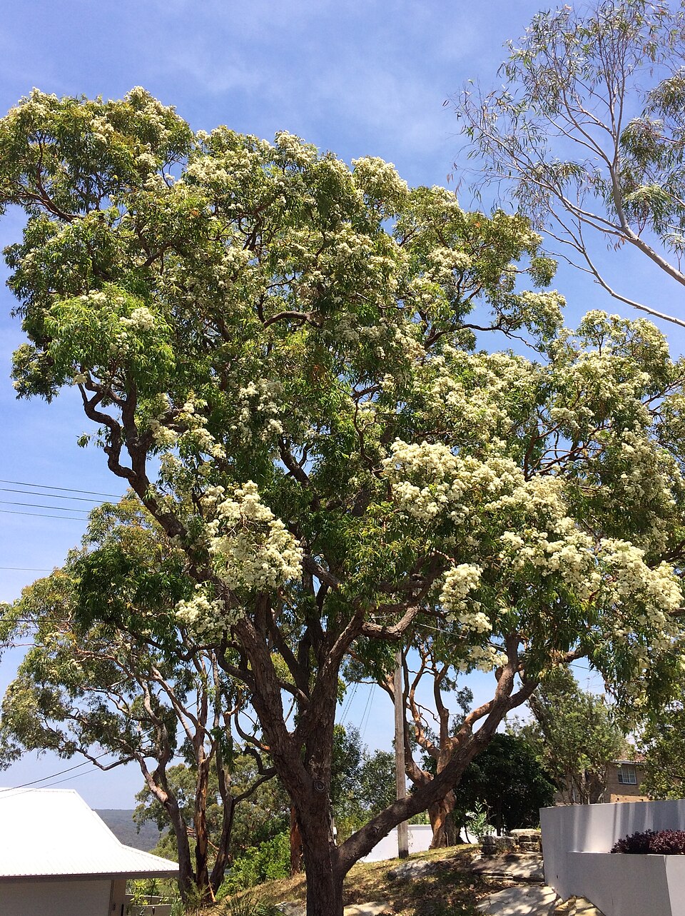 Southern Mahogany photo 4