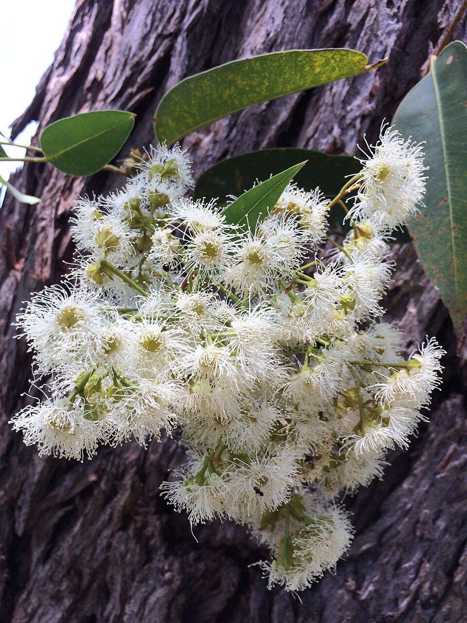 Southern Mahogany photo 5