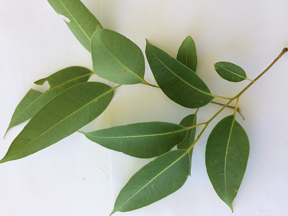 Southern Mahogany photo 7