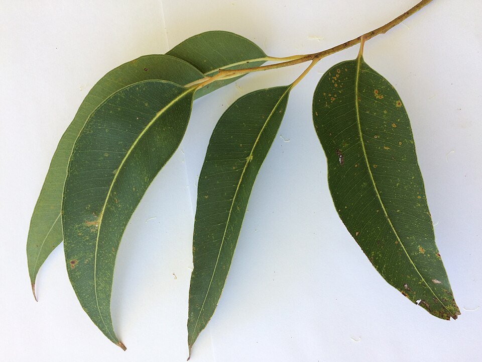 Southern Mahogany photo 8
