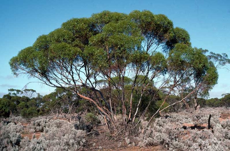 Eucalyptus brachycaly