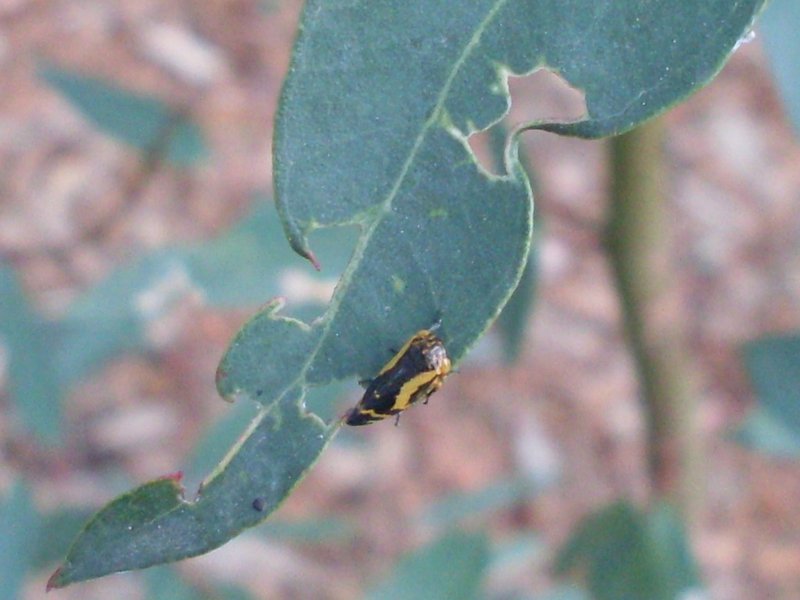 Eucalyptus brachycorys