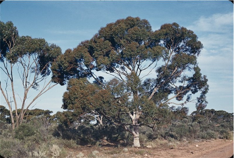 Eucalyptus brockwayi