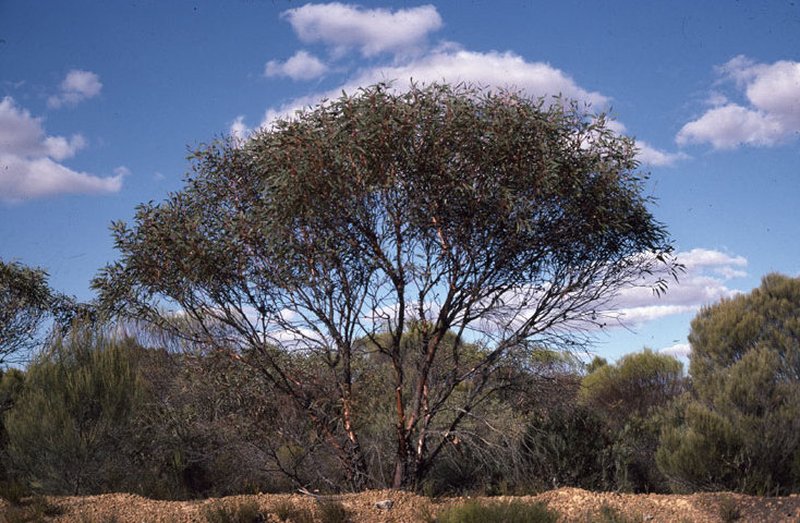 Eucalyptus burracoppinensis