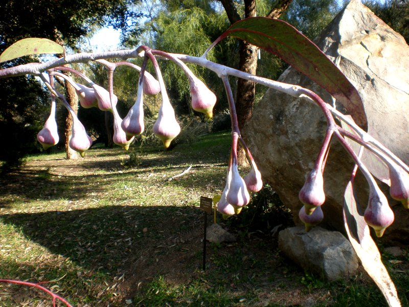 Eucalyptus caesia