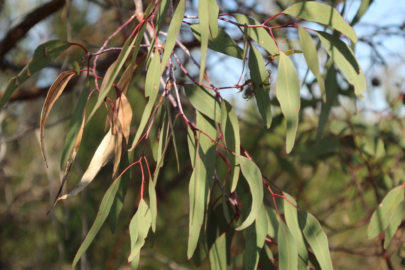 Eucalyptus caesia subsp. caesia photo 2
