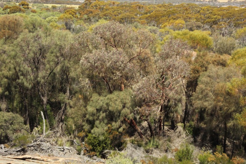 Eucalyptus caesia subsp. caesia photo 3