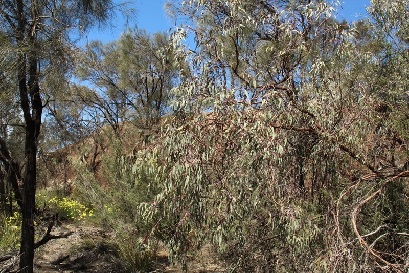 Eucalyptus caesia subsp. caesia photo 4
