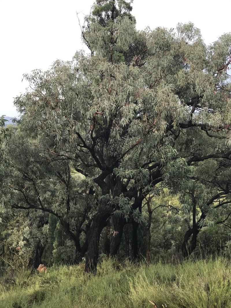 Eucalyptus calidissima