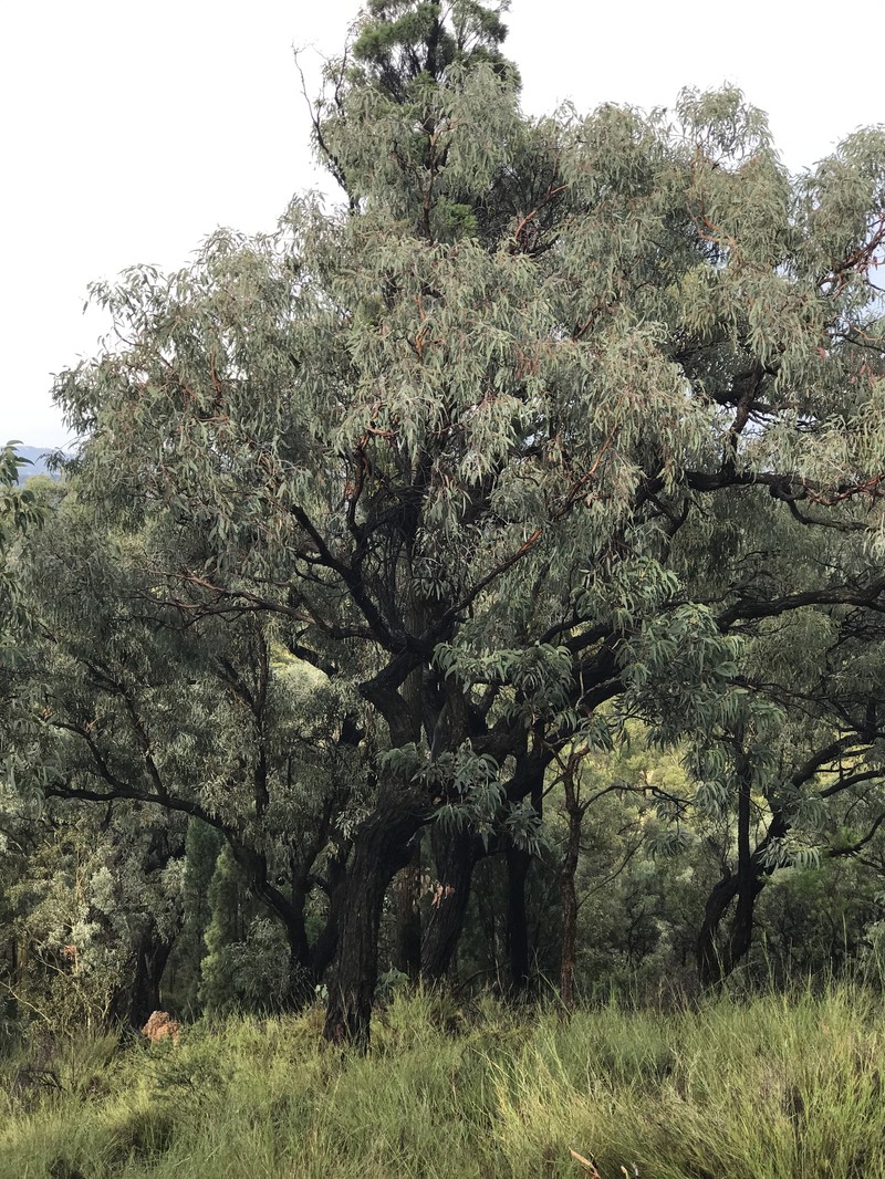 Eucalyptus calidissima photo 2