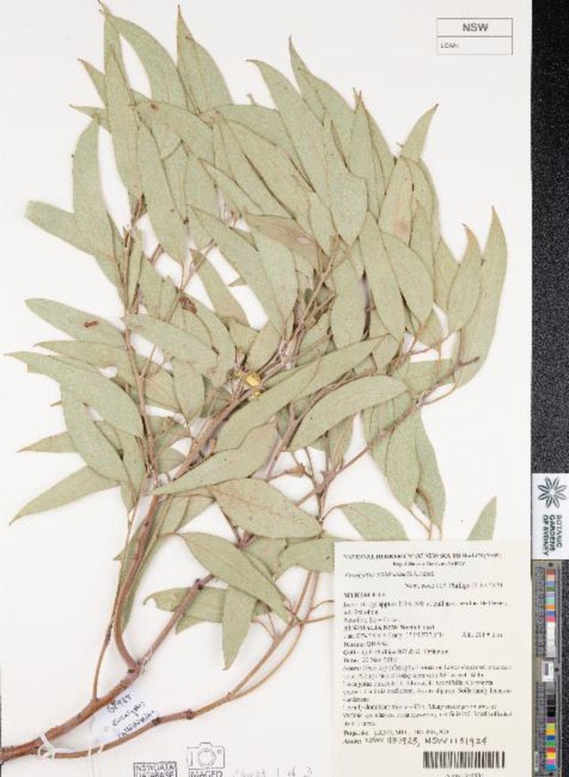 Eucalyptus calidissima photo 3