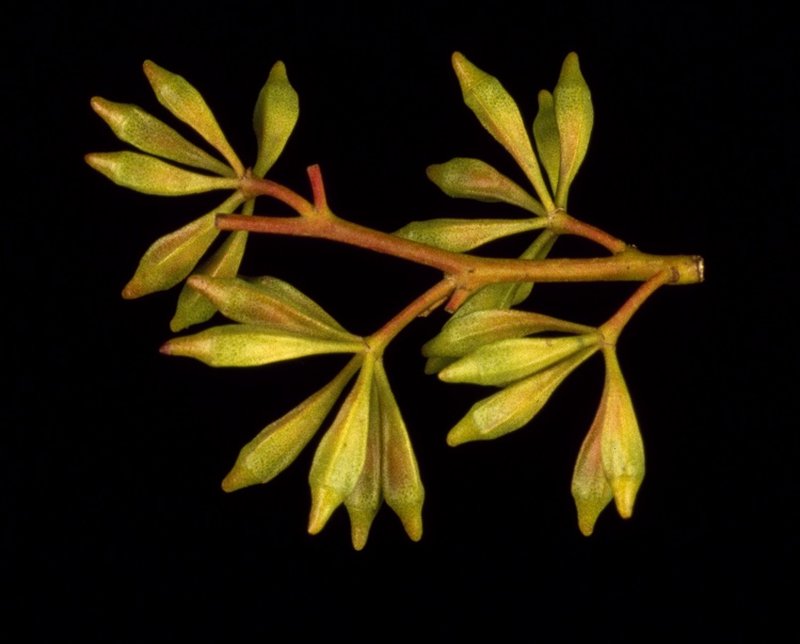 Eucalyptus calycogona